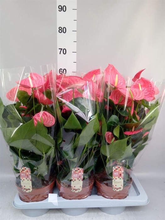 <h4>Anthurium andr. 'California'</h4>