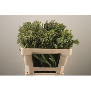 Kaaps Berzelia Palaecea Young