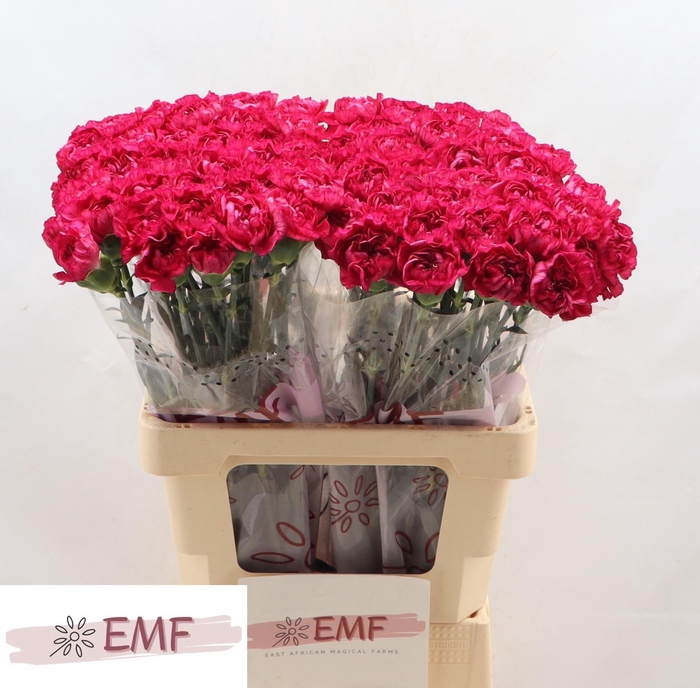 <h4>DI ST PURPLE STORM+</h4>