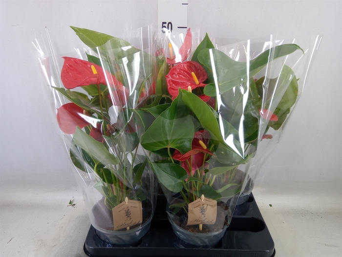 <h4>Anthurium andr. 'Casparo'</h4>