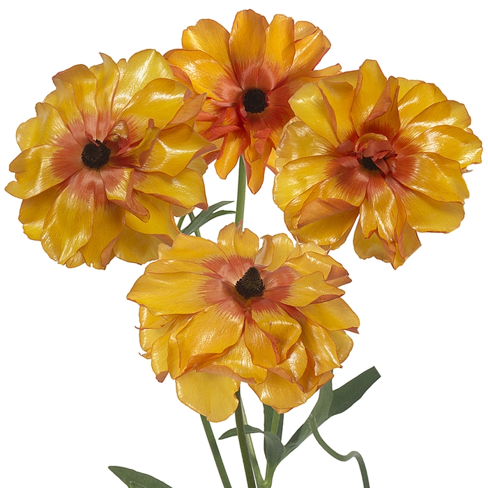 <h4>Ranunculus Butterfly Phosphorus</h4>