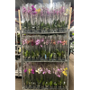 Phalaenopsis gemengd