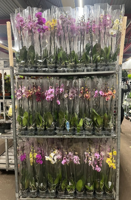 Phalaenopsis gemengd