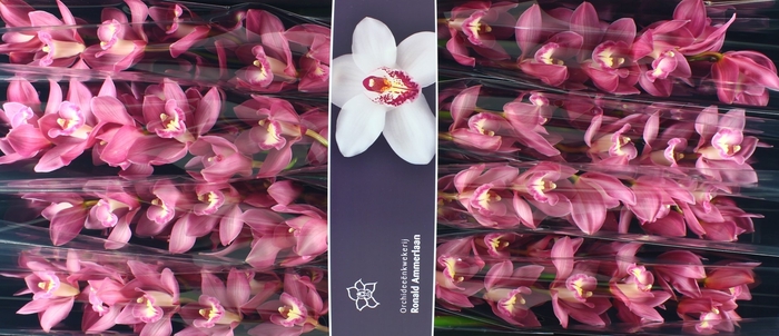<h4>Cymbidium Gerry</h4>