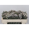 Kaaps Groen Silver Brunia