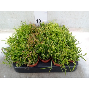 Rhipsalis   ...mix