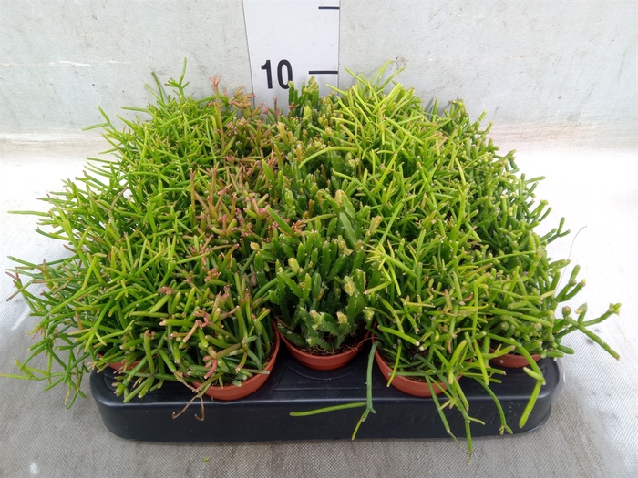 <h4>Rhipsalis   ...mix</h4>