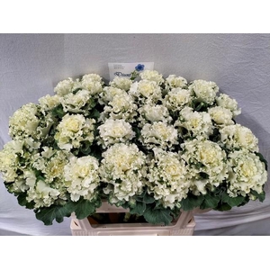 Brassica crane ruffle white