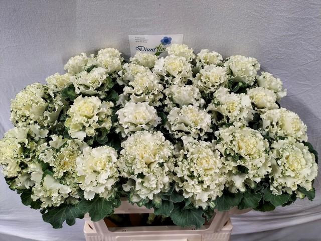 <h4>Brassica crane ruffle white</h4>