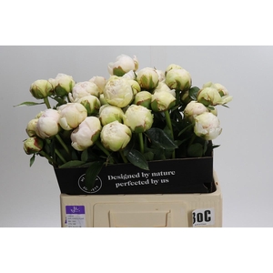 Paeonia Bowl Of Cream