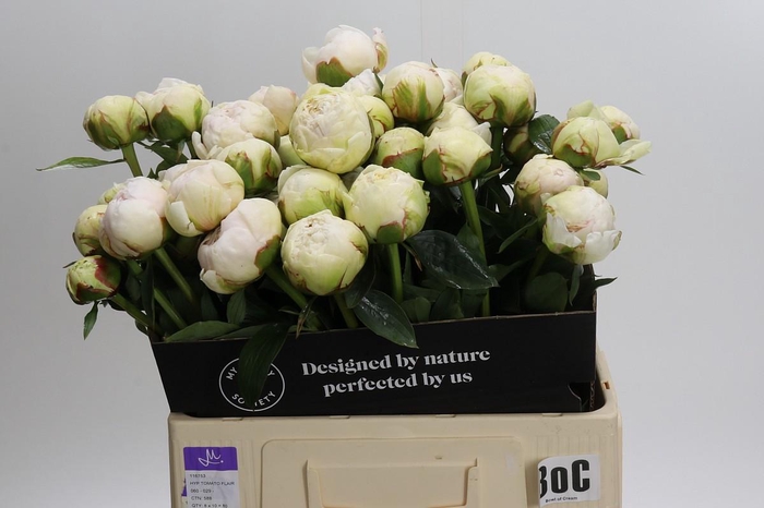 <h4>Paeonia Bowl Of Cream</h4>