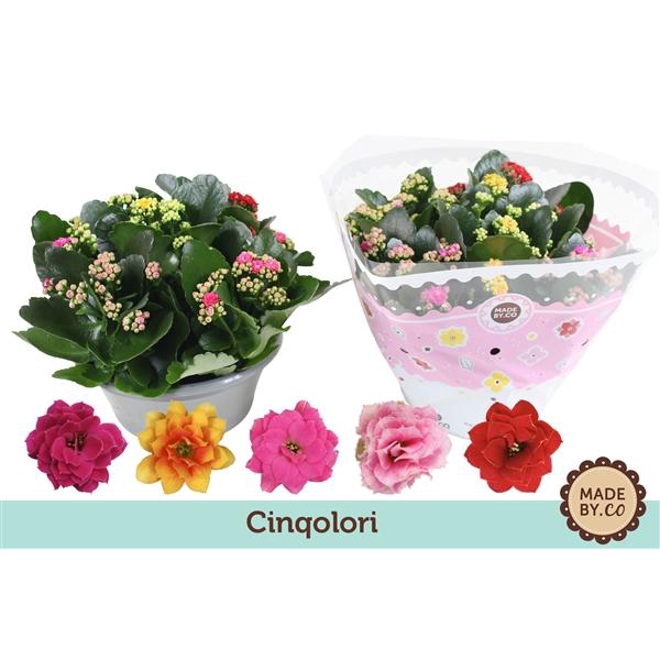 <h4>Kalanchoë Cinqolori - Carnaval</h4>