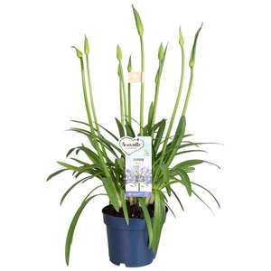 Agapanthus Amourette Superb