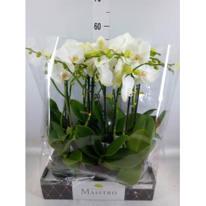 Phalaenopsis   ...white