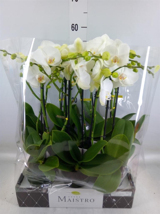 <h4>Phalaenopsis   ...white</h4>