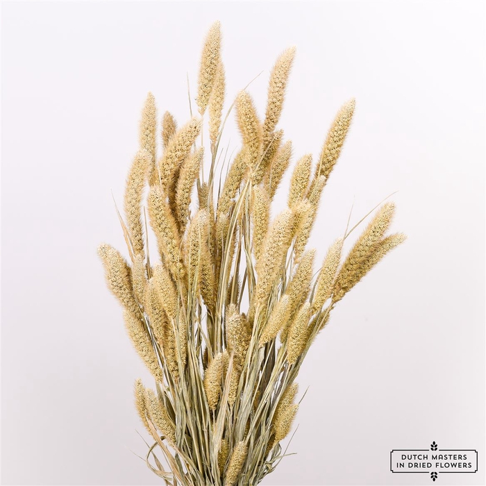 Dried Setaria Frosted White Bunch