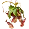 Nepenthes hangpot Monkey Jars Gaya