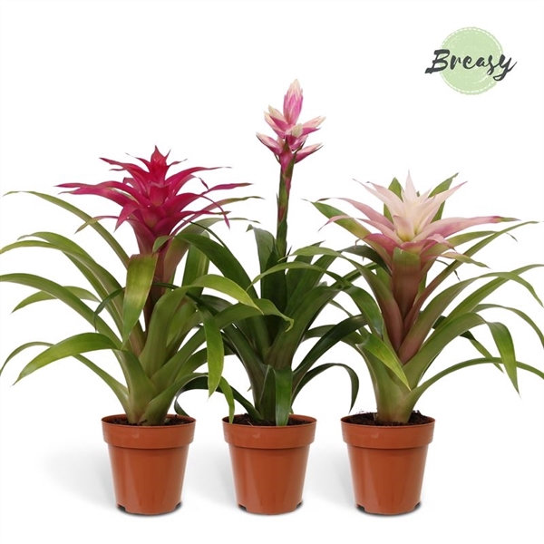 <h4>Bromelia Royal Charming - 12cm | Mimesis</h4>