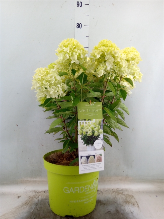 <h4>Hydrangea pan.</h4>