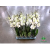 Phalaenopsis Biały 12Ø 70cm 3 Pędy