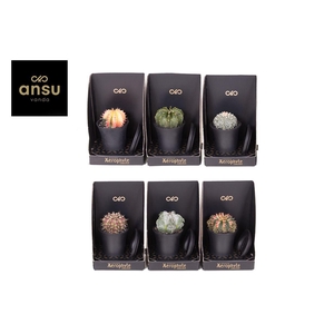 Cactus overig