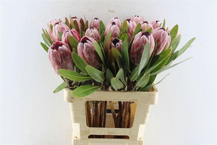 <h4>PROTEA PINK ICE</h4>