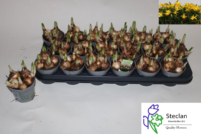 <h4>NARC O TETE A TETE</h4>