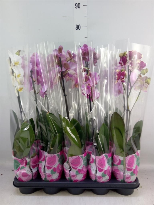 <h4>Phalaenopsis   ...mix  5</h4>