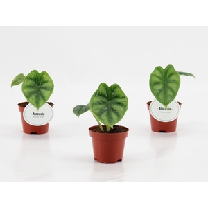 Alocasia Dragon Scale