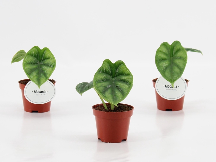 <h4>Alocasia Dragon Scale</h4>