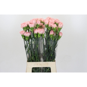 Dianthus St Sarah Pink