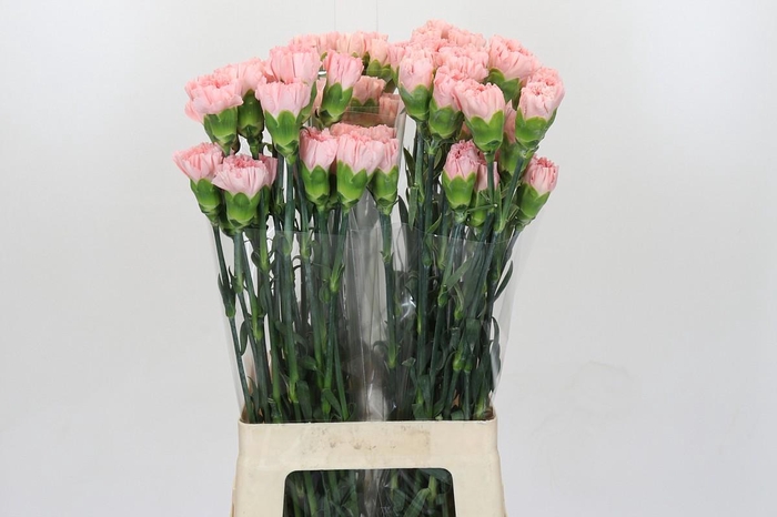 <h4>Dianthus St Sarah Pink</h4>