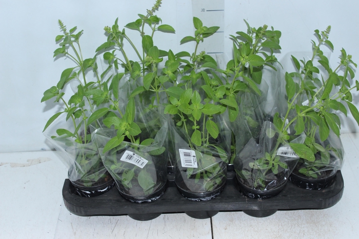 <h4>MANJERICAO P11</h4>