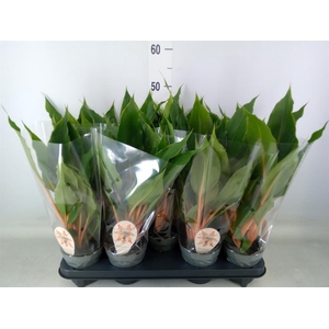 Chlorophytum orchi. 'Green Orange'