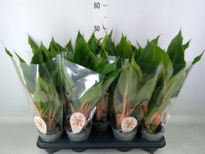 <h4>Chlorophytum orchi. 'Green Orange'</h4>