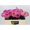 Dahlia Esli