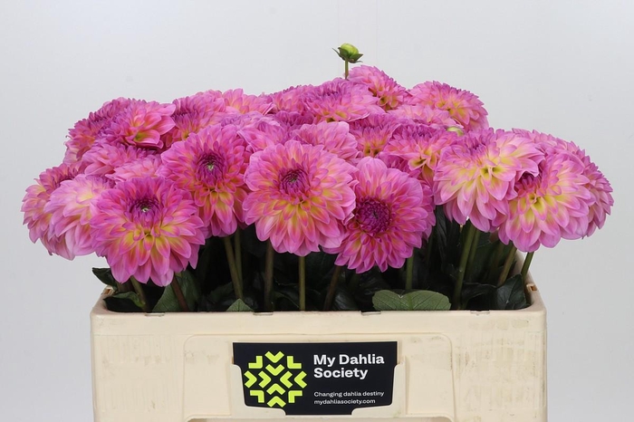 Dahlia Esli