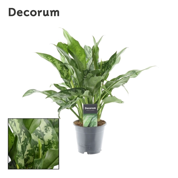 <h4>Aglaonema Maria (Decorum)</h4>