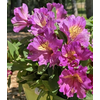 Alstroemeria Inca Collection (gemengd)