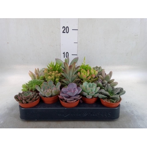 Succulents   ...