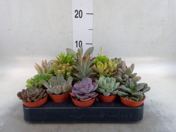 <h4>Succulents   ...</h4>