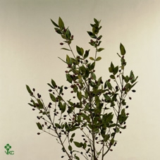 <h4>Myrthe Tarantino</h4>