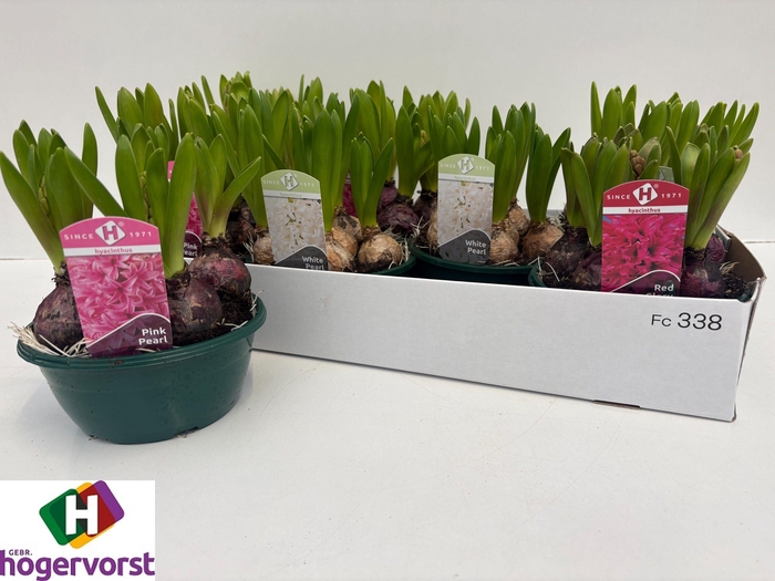 <h4>HYACIN ORIENTAL GEM</h4>