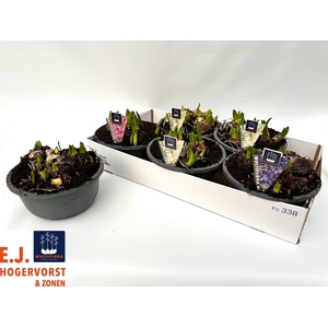 HYACIN MULT GEM 3 KL