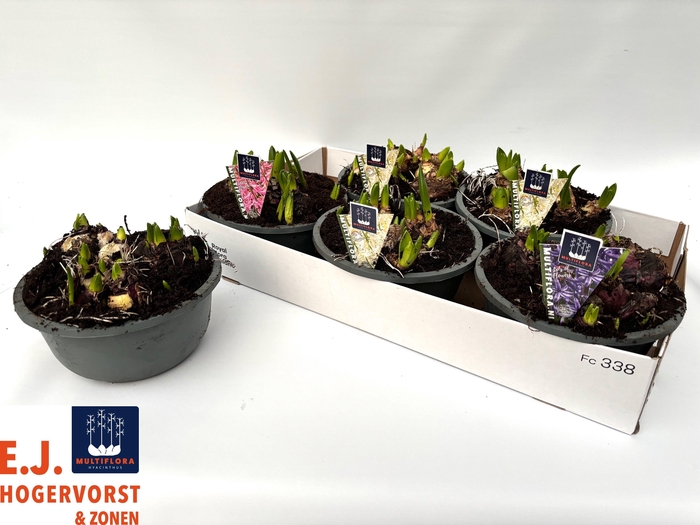 <h4>HYACIN MULT GEM 3 KL</h4>