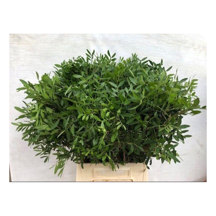 <h4>PISTA OV BLAD</h4>