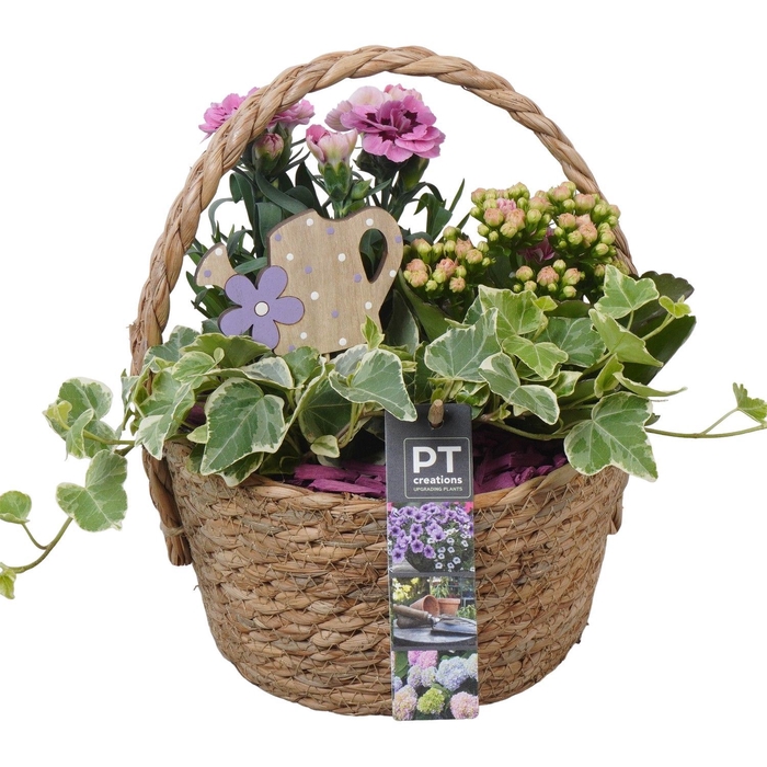 <h4>Arr.   Perkplanten L%</h4>
