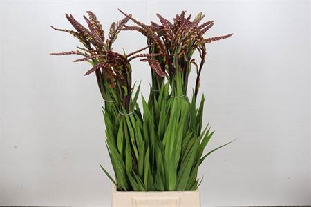 <h4>Chasmanthe Floribunda Saturnus</h4>