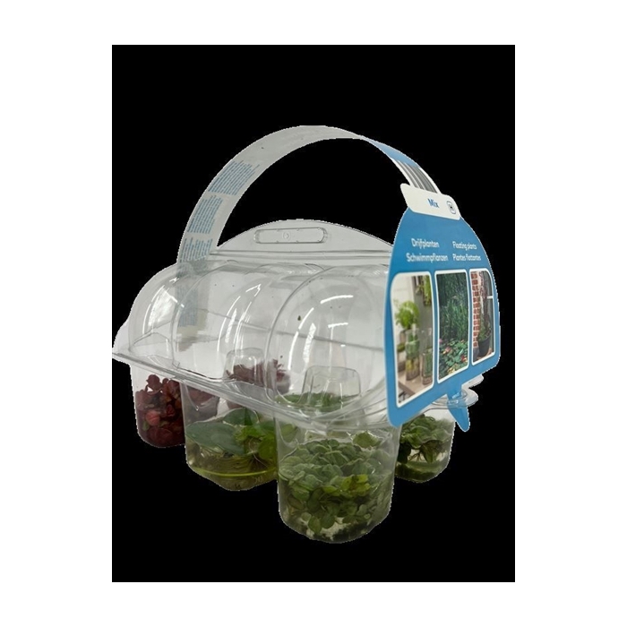 <h4>Drijfplanten in sixpack</h4>