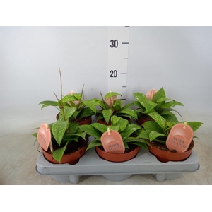 Hoya latifolia 'Rangsan'